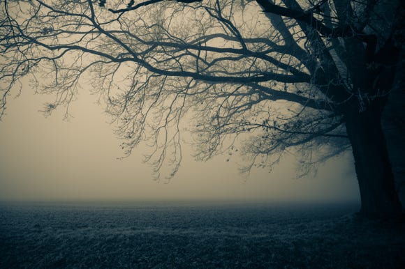 Baum im Nebel, Kanal, Lünen