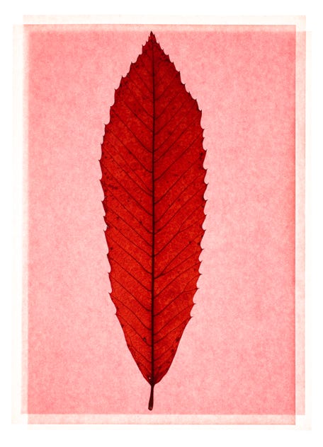 Blatt, rot, transparent