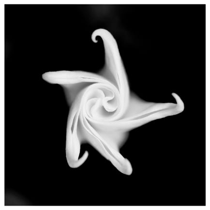 Blüte, Entfaltug, schwarzweiss