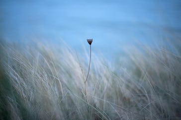 Strandhafer, Sylt, Meer, Dämmerung