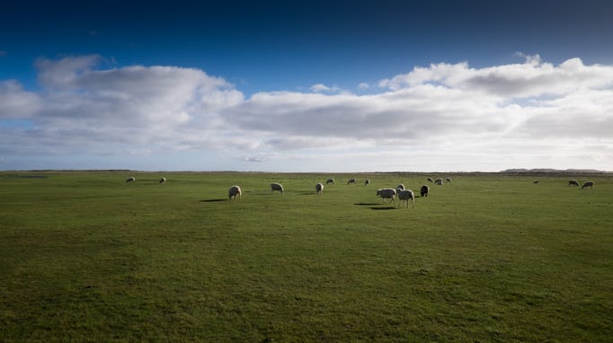 Ellenbogen, Sylt, Schafe, Sommer