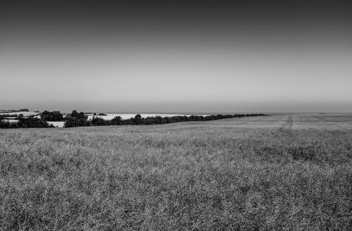 Rapsfeld, Ostsee, Bäume, schwarzweiss
