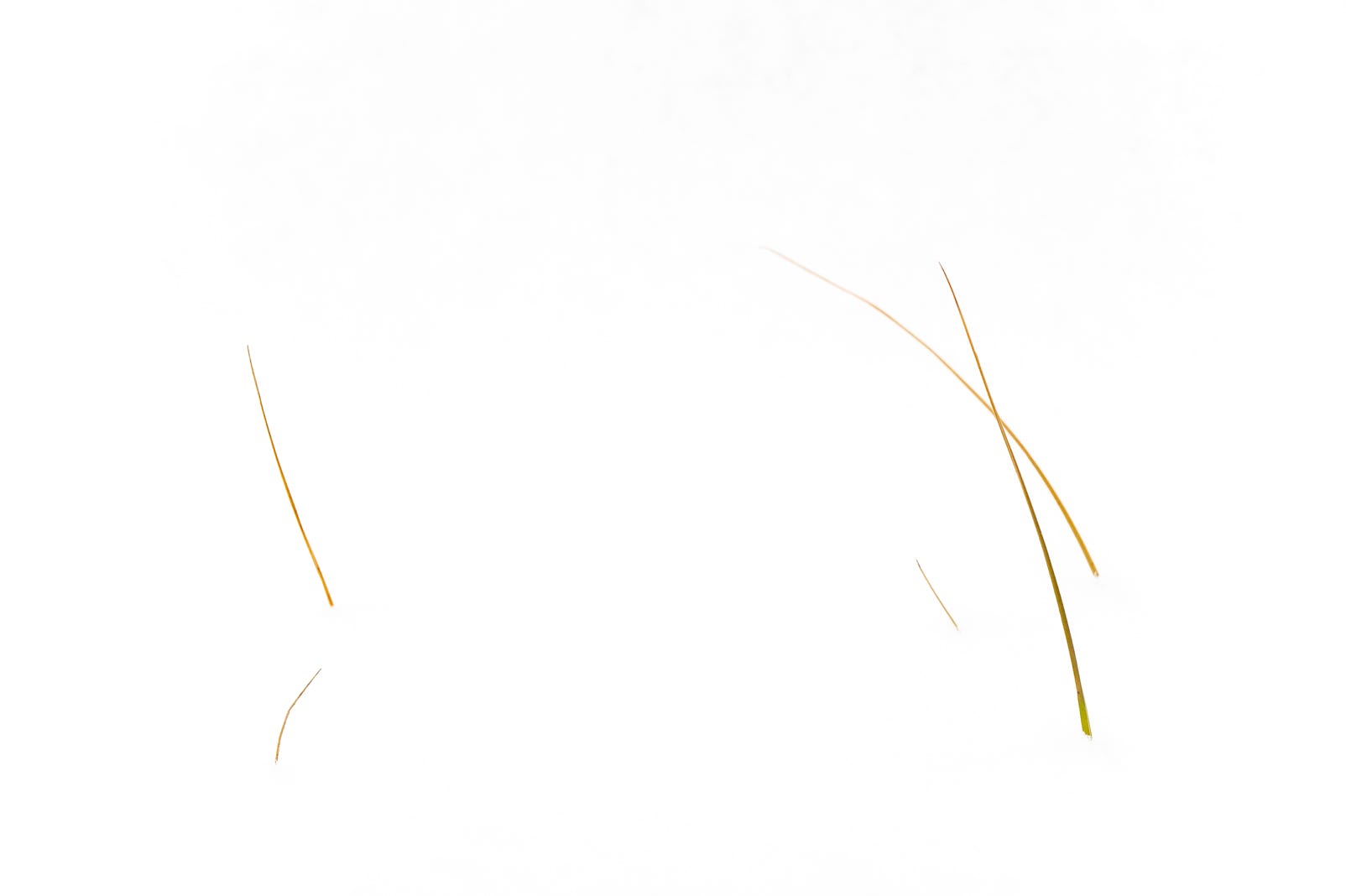 eingeschneite Grashalme, Gräser, Schnee, Winter