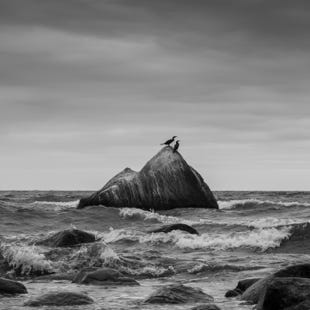 Kormoran, Felsen, Rügen