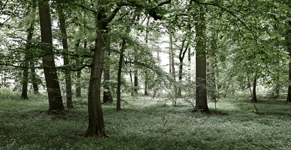 Wald, Schloss Nordkirchen