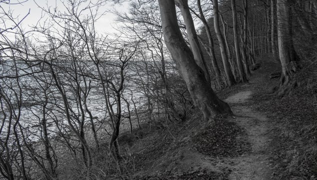 Wald auf dem Kreidefelsen, Rügen, Waldweg